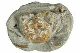 Oligocene Fossil Crab (Branchioplax) - Washington State #338071-1